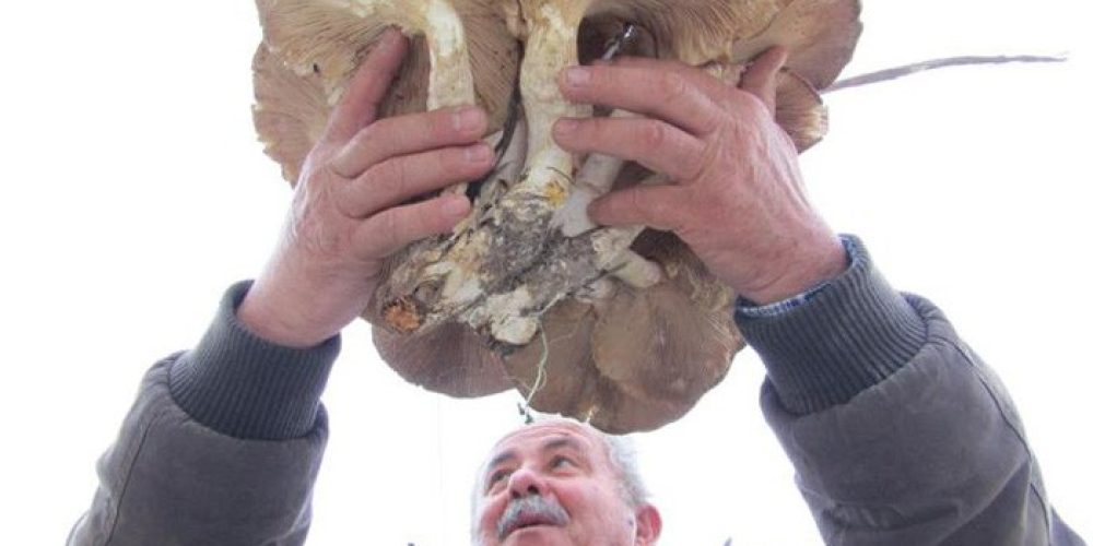 Αμανίτης γίγας 6,5 κιλών στην νότια Κρήτη