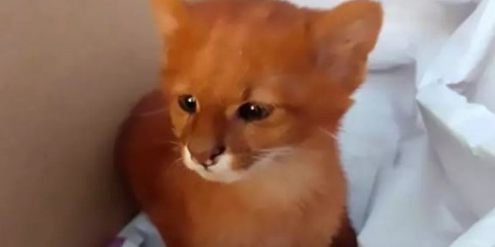 Έφηβη υιοθέτησε αδέσποτο γατάκι και ανακάλυψε πως τελικά ήταν ιαγουαρόντι (video)