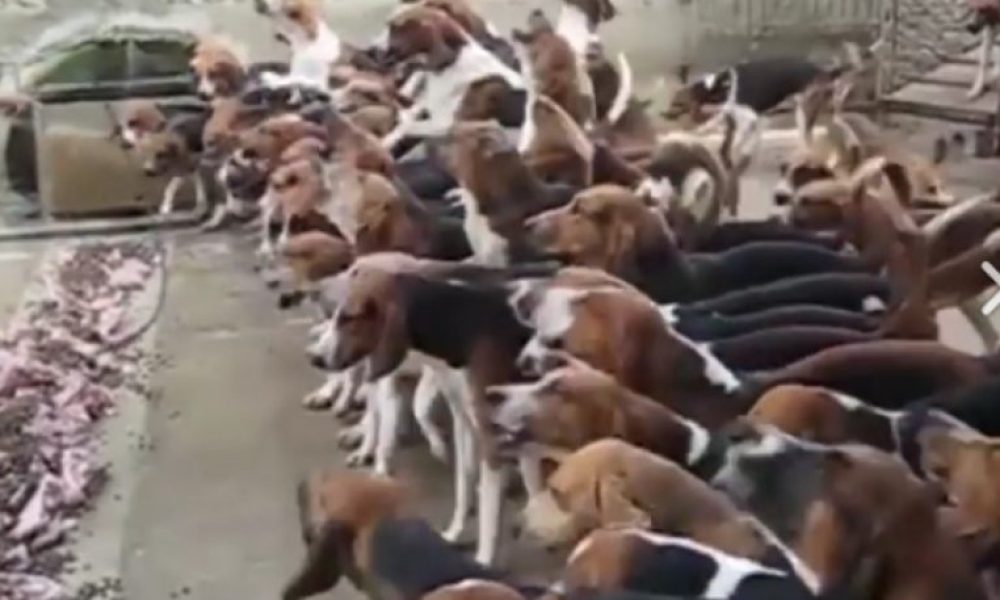 Ο άνθρωπος που τα έβαλε με 100 σκυλιά και... νίκησε (video)