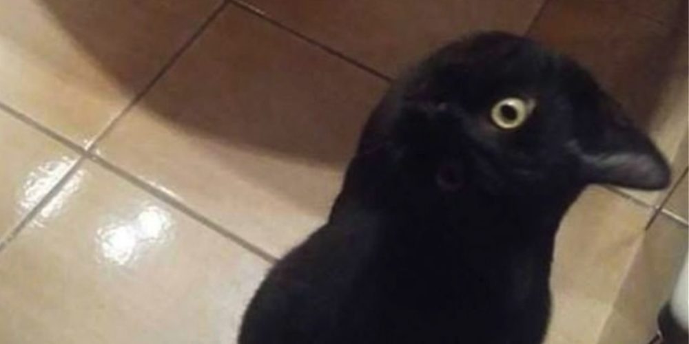 Κοράκι ή γάτα; Η νέα οπτική ψευδαίσθηση που μπέρδεψε το διαδίκτυο και έγινε viral!