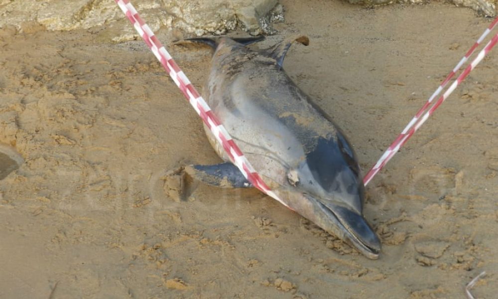 Χανιά: Νεκρό δελφίνι ξεβράστηκε στην παραλία της Χρυσής Ακτής (Photos)