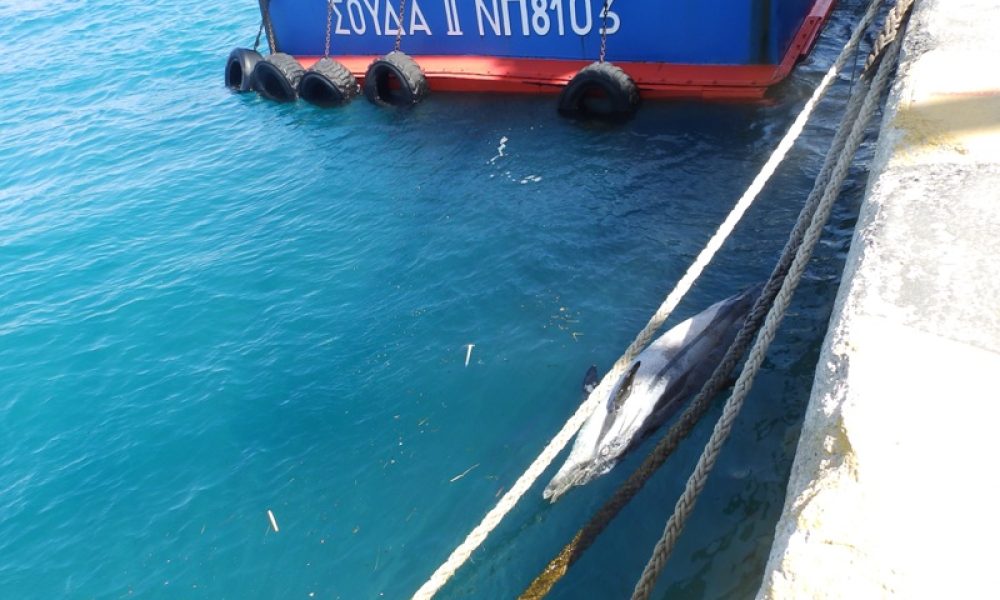 Νεκρό δελφίνι στο λιμάνι της Σούδας