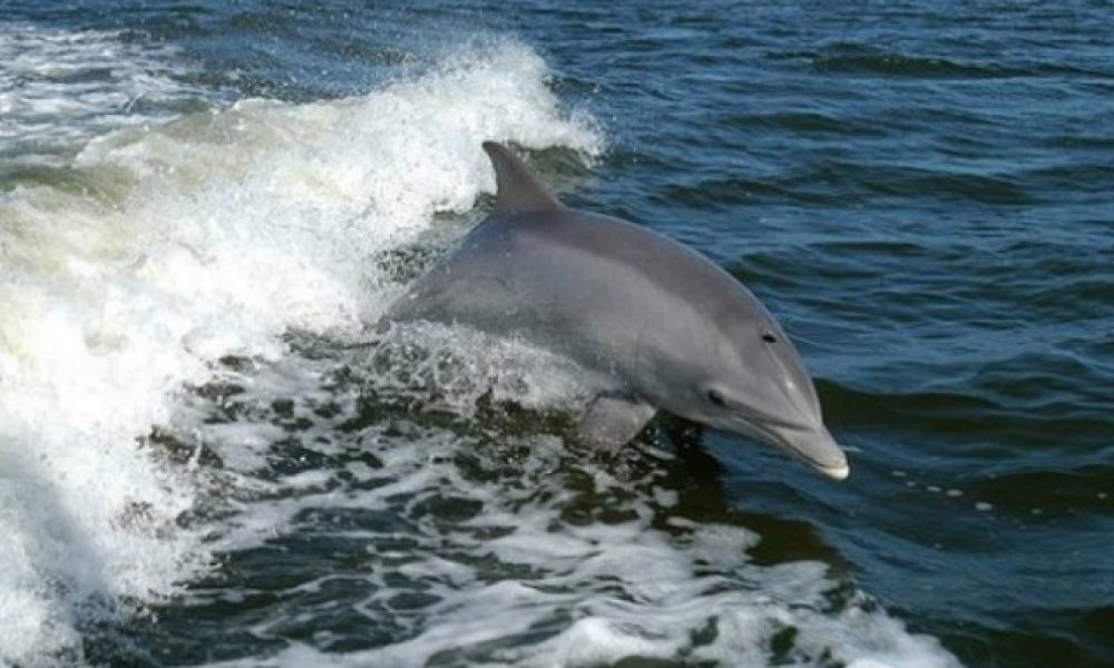 Χανιά: Έσωσαν δελφίνι από βέβαιο θάνατο!