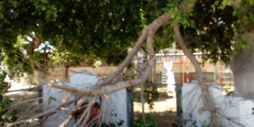 Χανιά :Έσπασε κλαδί δέντρου σε παιδική χαρά – Από τύχη δεν είχαμε θύματα