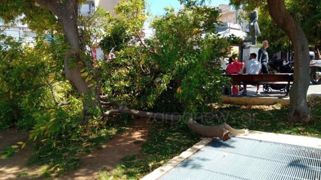 Xανιά: Έπεσε δέντρο στην Πλατεία Κοτζάμπαση λόγω των ισχυρών ανέμων (video – φωτο)