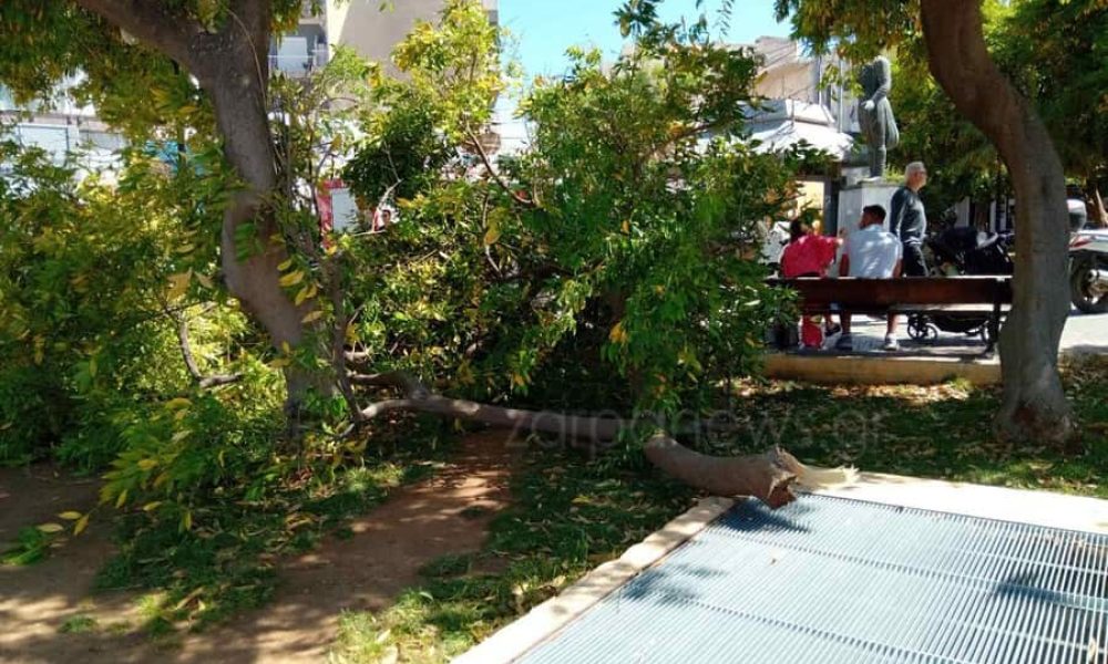 Xανιά: Έπεσε δέντρο στην Πλατεία Κοτζάμπαση λόγω των ισχυρών ανέμων (video - φωτο)