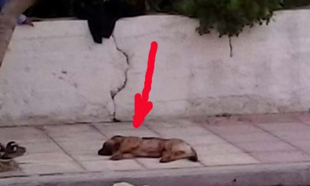 Χανιά: Σκότωσε το σκυλί του επειδή του έφαγε ένα...κουνέλι