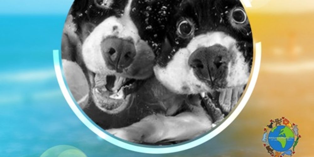 Dogs Beach party στα Χανιά – Ένα διαφορετικό beach party στην παραλία των Αγ. Αποστόλων