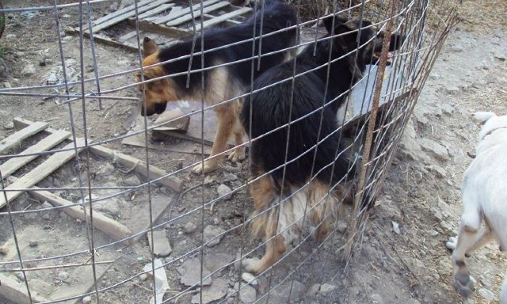 Συνελήφθη παράνομος εκτροφέας και κλέφτης σκυλιών στα Χανιά