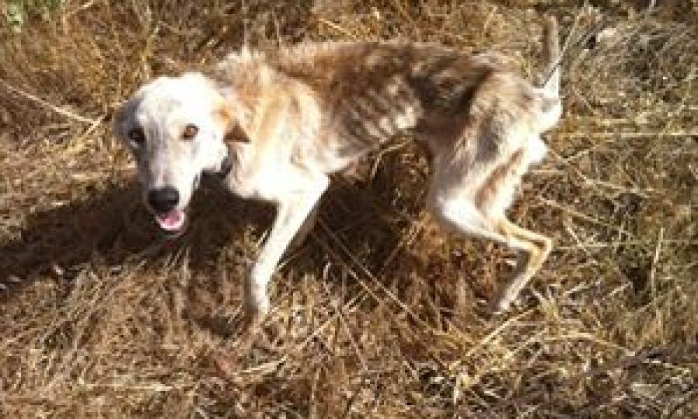 Χανιά: Αποστεωμένος σκύλος περιμένει μάταια τον κηδεμόνα του στον Μουζουρά