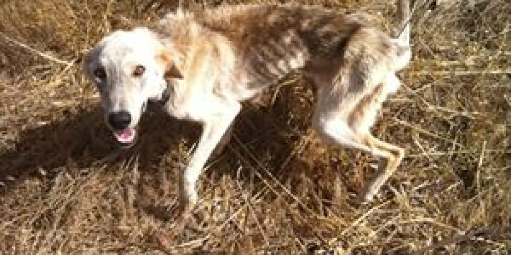 Χανιά: Αποστεωμένος σκύλος περιμένει μάταια τον κηδεμόνα του στον Μουζουρά