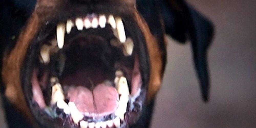 Χανιά: Επίθεση αδέσποτου σκύλου σε 11χρονη στα Τσικαλαριά