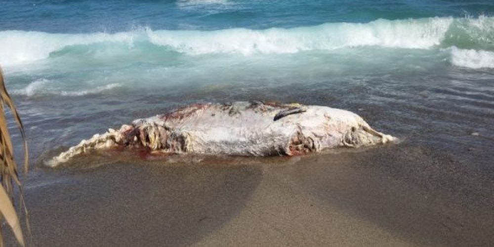 Φάλαινα τεσσάρων τόνων σε παραλία της Κρήτης (video)