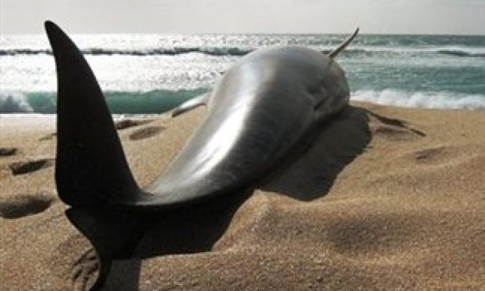 Νεκρή φάλαινα ξεβράσε η θάλασσα στα Χανιά
