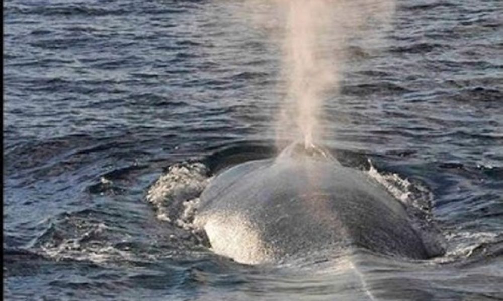 Μεγάλη φάλαινα εντοπίστηκε στην Κρήτη