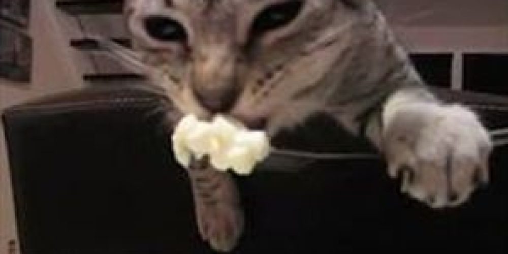Αυτή η γάτα τρώει με πιρούνι