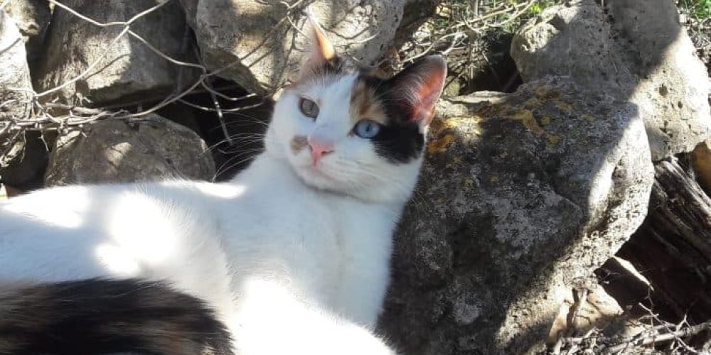 Χανιά: Πυροβολούν τις γάτες – Καταγγελία του Φιλοζωικού συλλόγου Χανίων (φωτο)
