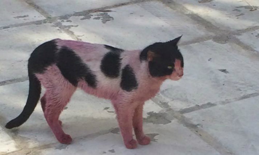 Ντροπή… Έβαψαν γάτα με σπρέι στο κέντρο της πόλης των Χανίων (Photos)