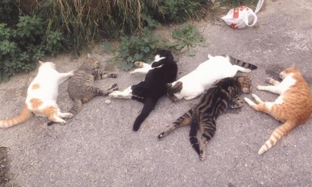 Κρήτη: Πρόστιμο μισό εκατομμύριο ευρώ σε άντρα που θανάτωσε 16 γάτες!