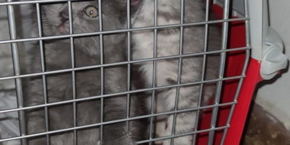 Χανιά: Συνελήφθη γιατί πουλούσε γατάκια (φωτο)