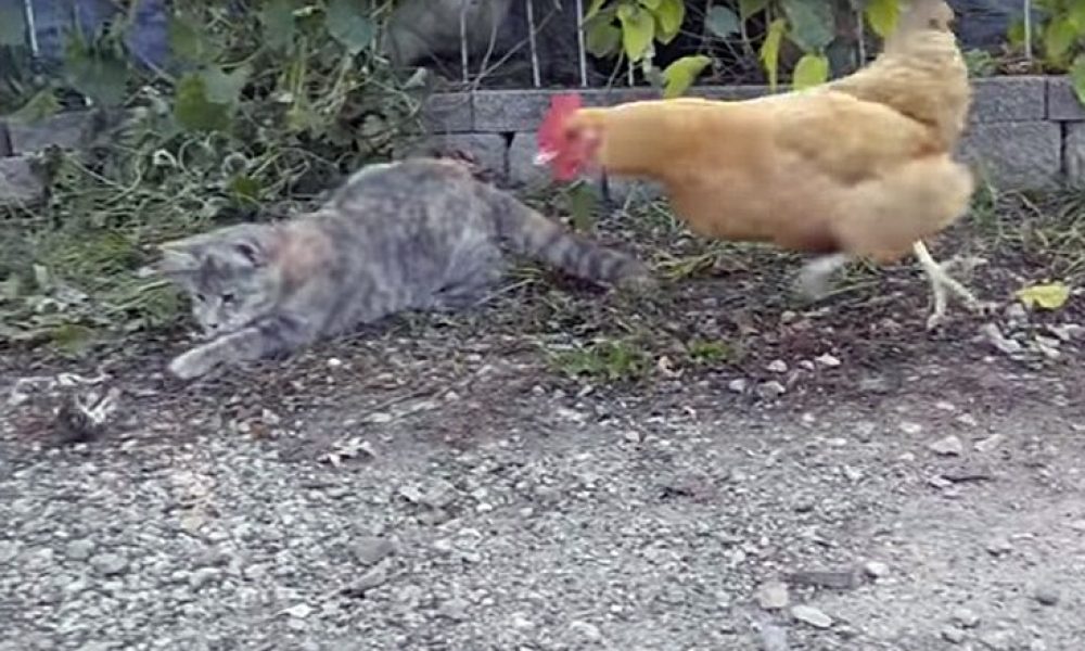 Να τι συμβαίνει όταν μια γάτα και μια κότα διεκδικούν το ίδιο «γεύμα»