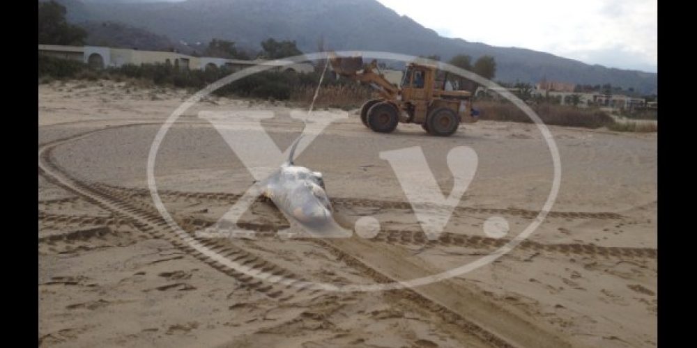 Νεκρή φάλαινα 4,5 μ. ξεβράστηκε στην Γεωργιούπολη