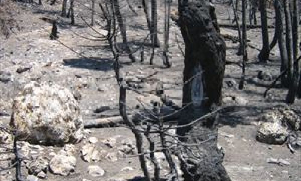 Μετρούν τις πληγές που άφησε η φωτιά στην Κίσαμο