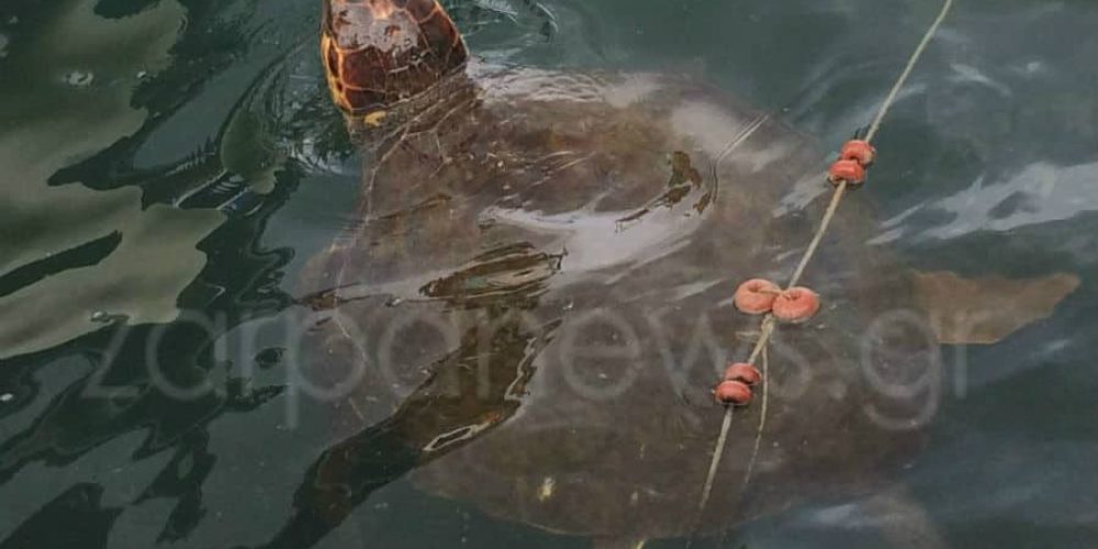 Χανιά: Χελώνα caretta-caretta έκανε βουτιές στο παλιό λιμάνι και τρέλανε τους τουρίστες! (φωτο)