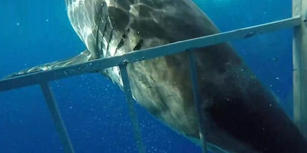 Τρόμος: Καρχαρίας ορμάει σε κλουβί με δύτη και σπάει μια από τις μπάρες του
