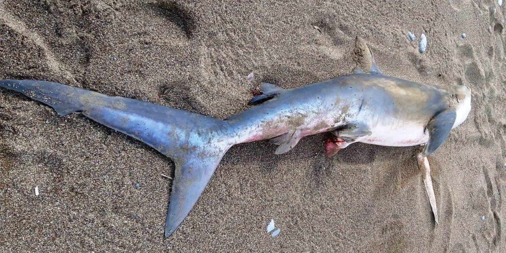 Χανιά: Μεγάλος καρχαρίας ξεβράστηκε σε παραλία της Κισάμου (φωτο)