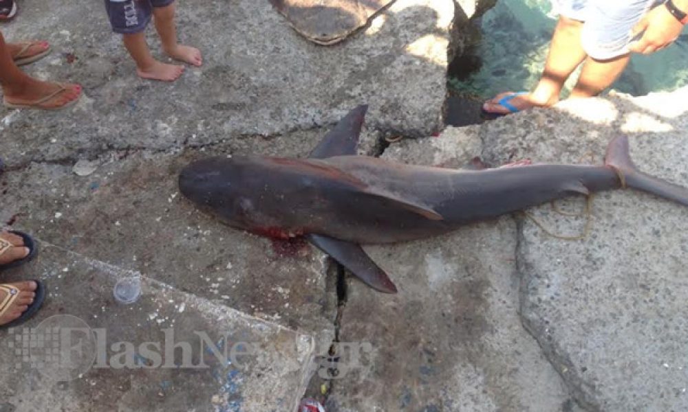 Χανιά: Καρχαρίας στα δίχτυα Ψαρά στα Σφακιά (φωτό)