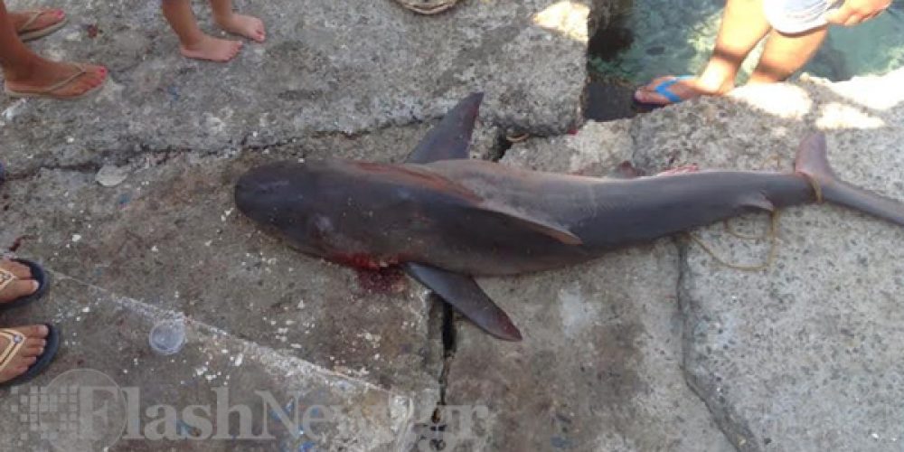 Χανιά: Καρχαρίας στα δίχτυα Ψαρά στα Σφακιά (φωτό)