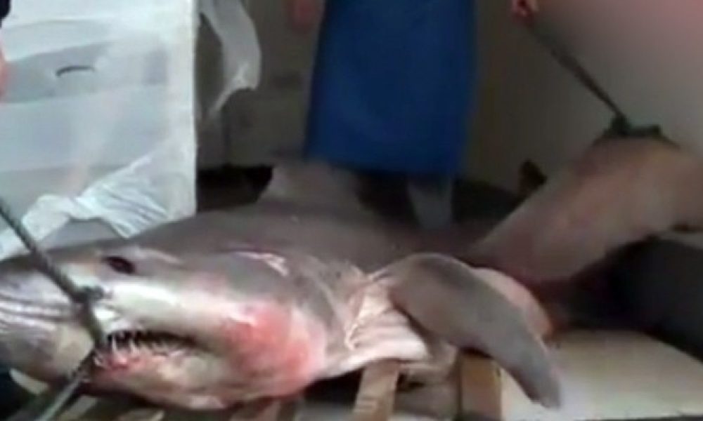 Έπιασε καρχαρία… 280 κιλών στη Γραμβούσα (βίντεο)