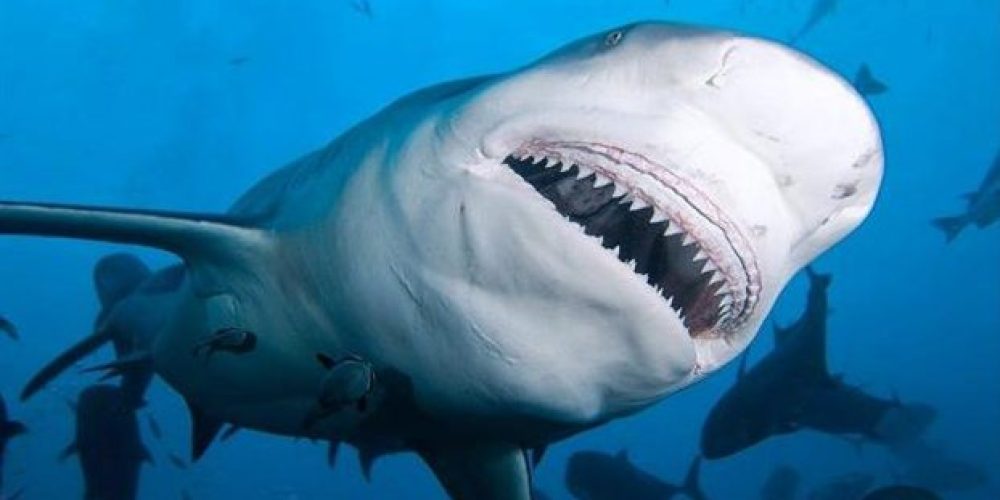 Σοκ και δέος  Καρχαρίες στην Κρήτη Απίστευτο βίντεο