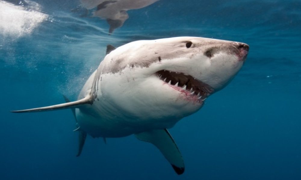 Μεγάλος καρχαρίας πιάστηκε από ψαρά ανοιχτά της Κρήτης (φωτό)