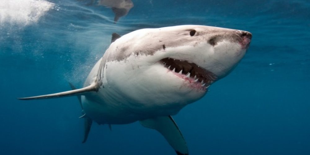 Μεγάλος καρχαρίας πιάστηκε από ψαρά ανοιχτά της Κρήτης (φωτό)
