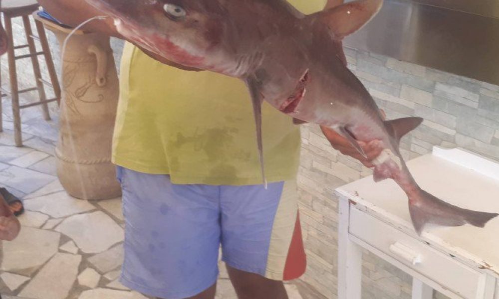 Ψαράς έπιασε καρχαρία κοντά στην Γαύδο (φωτο)