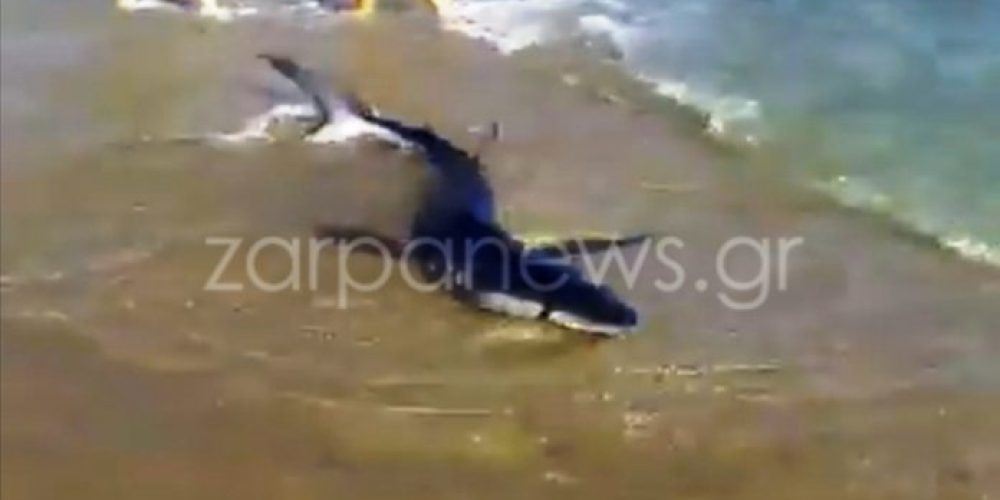 Σοκαριστικό βίντεο: Καρχαρίας βγήκε σε παραλία των Χανίων