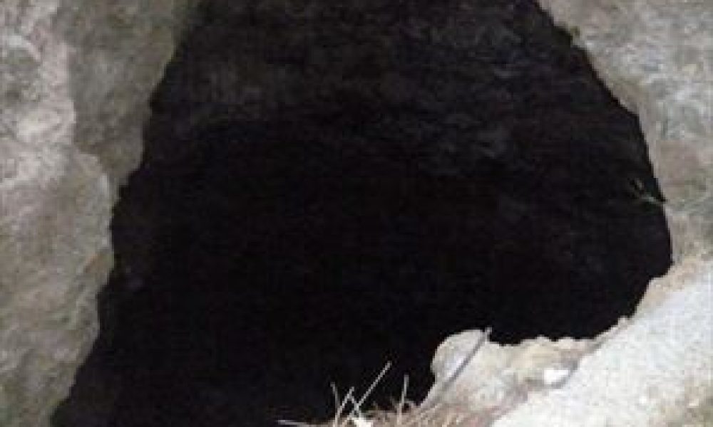 Καστέλι Χανίων: Έσωσαν μέσα από σύγχρονο "Καιάδα" σκελετωμένο σκύλο