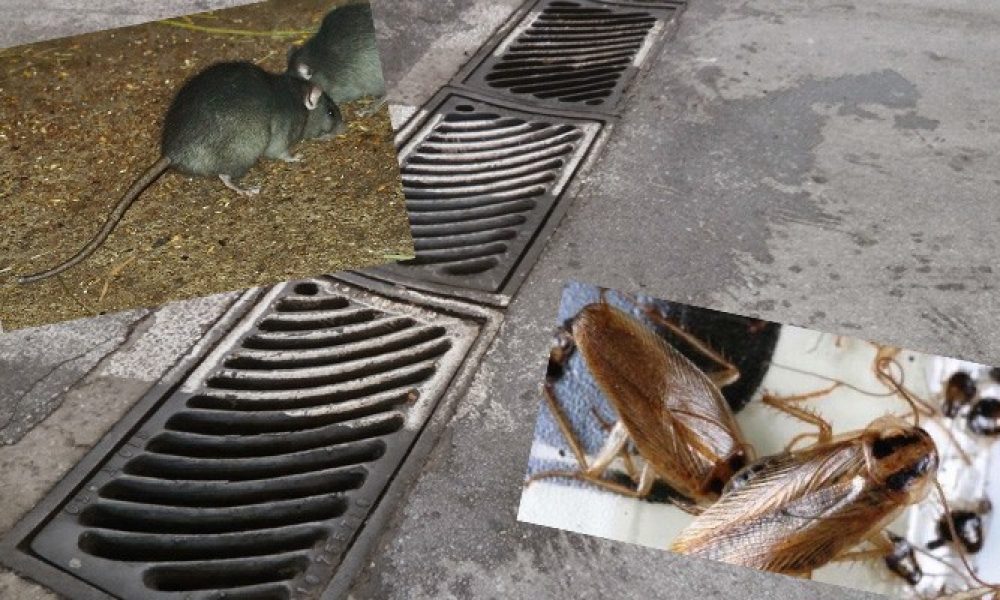 Καταγγελία: Ποντίκια και κατσαρίδες στην Παλιά Πόλη των Χανίων