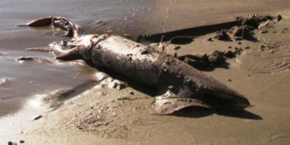 Κρήτη: Φοβερή ψαριά! Πιάστηκε θράψαλο – γίγας σε παραλία (Photos)