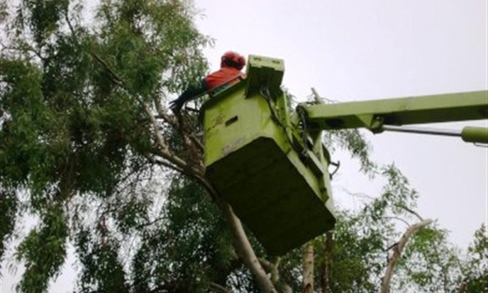 Χανιά: Κλάδεμα δέντρων στην οδό Κυδωνίας από την Δευτέρα μέχρι την Τετάρτη
