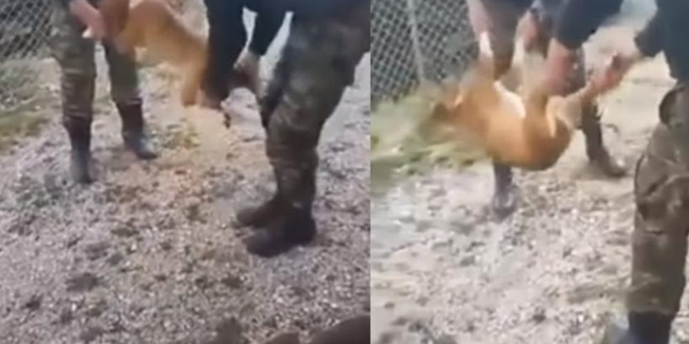 Τώρα ζητούν συγγνώμη οι δυο νεαροί για τον βασανισμό σκύλου σε στρατόπεδο της Κόνιτσας