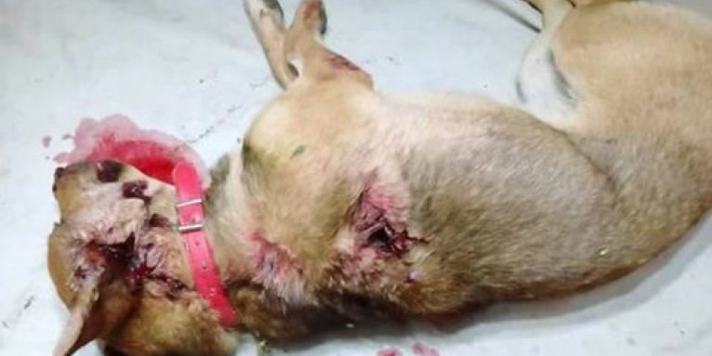 Συνελήφθη ο δράστης που πυροβόλησε και σκότωσε δύο σκύλους στα Χανια