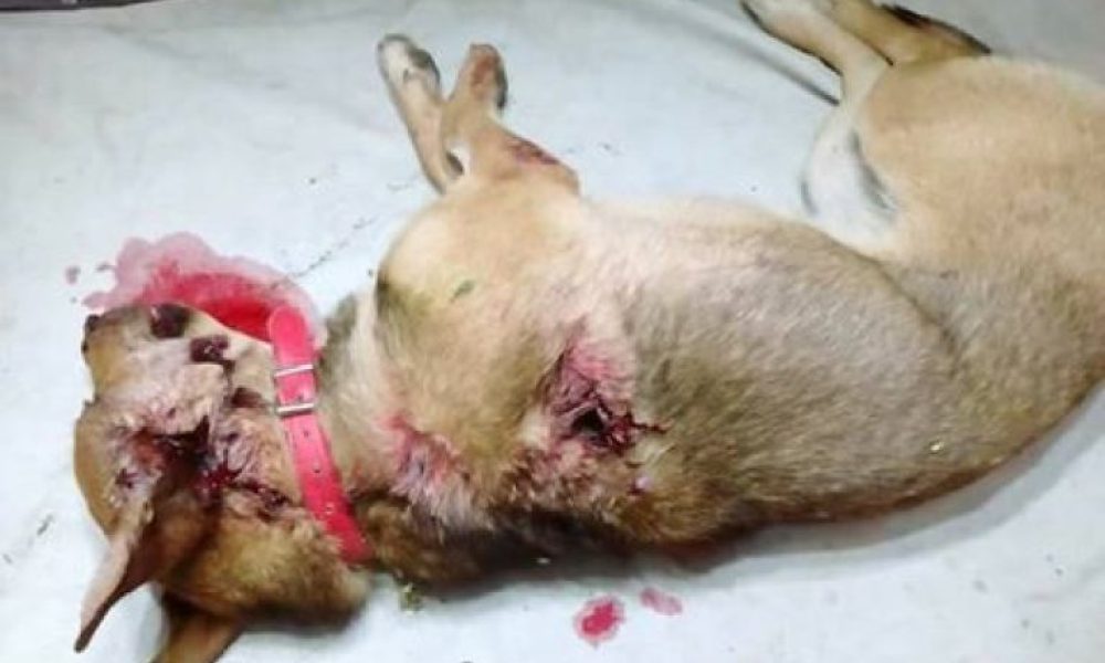 Συνελήφθη ο δράστης που πυροβόλησε και σκότωσε δύο σκύλους στα Χανια