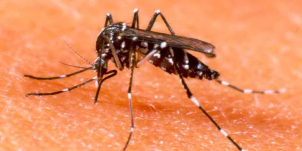 Επιδημιολογική έρευνα για το κουνούπι – τίγρης στα Χανιά