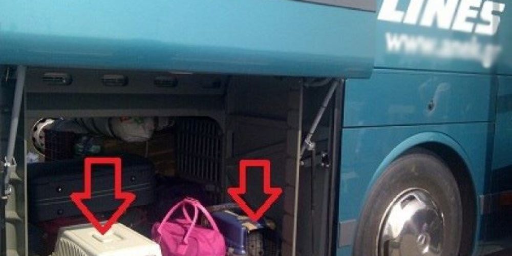 Συνελήφθη ο οδηγός του ΚΤΕΛ Χανίων που αρνήθηκε να επιβιβάσει ζώο στο λεωφορείο