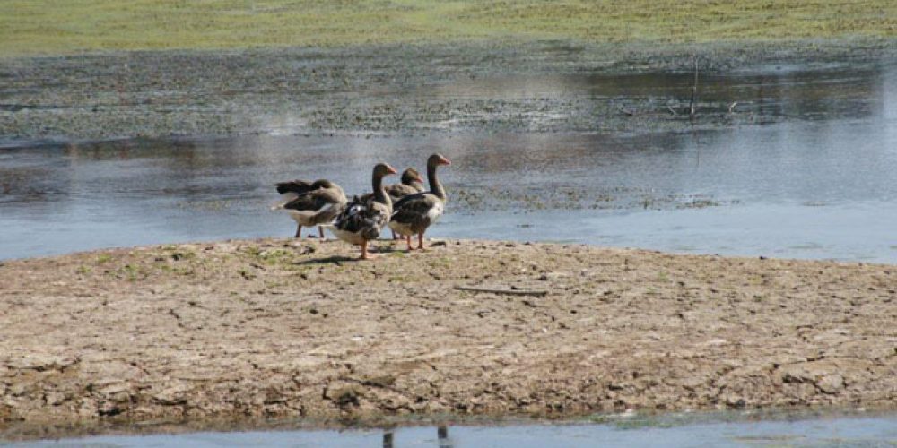 Χανιά: Σήμερα η γιορτή των Πουλιών στη λίμνη της Αγιάς