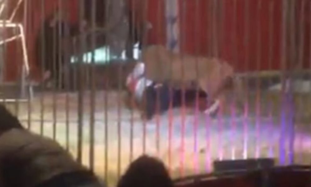Βίντεο-σοκ: Λιοντάρι αρπάζει από το λαιμό τον εκπαιδευτή και τον «περιφέρει» στη σκηνή