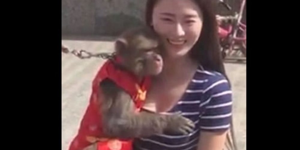 Η μαϊμού αποδείχθηκε άτακτη: Πρώτα «έγδυσε» και μετά χούφτωσε τουρίστρια